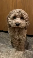 Latoya, a female Cockapoo for sale in Hilbert, WI – 1 of 1
