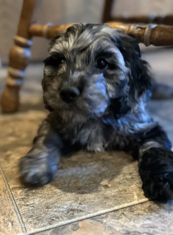Jordan – Cockapoo puppy for sale in Hilbert, WI