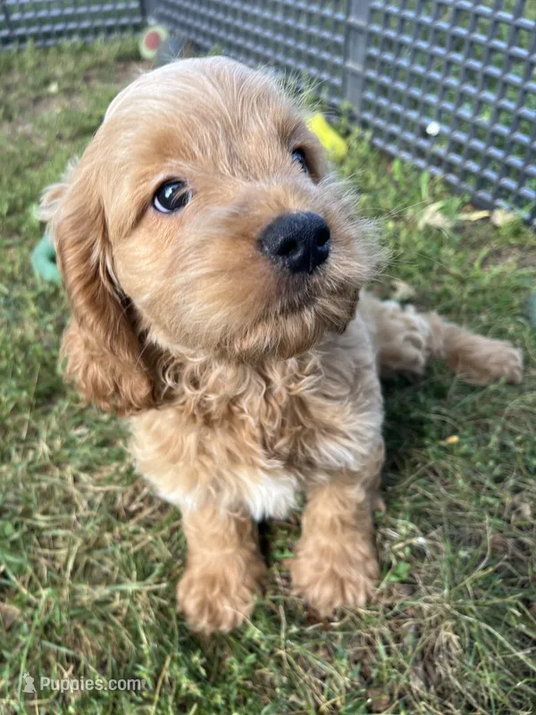 Ian – Cockapoo puppy for sale in Hilbert, WI