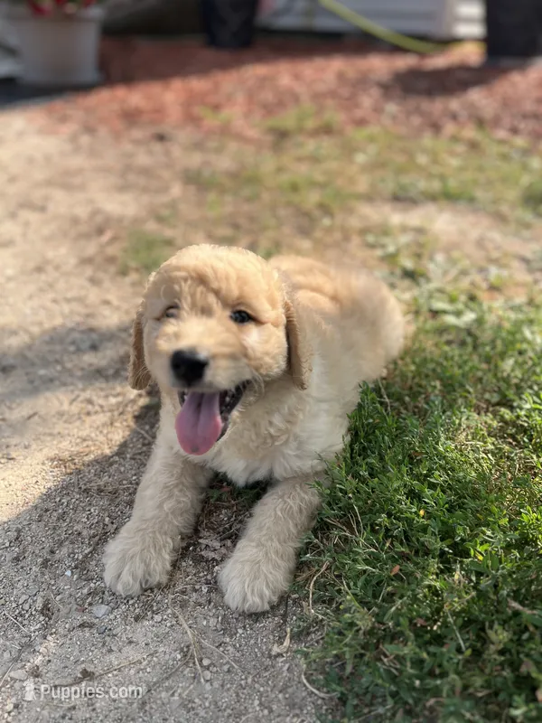Sherlock – Goldendoodle puppy for sale in Hilbert, WI