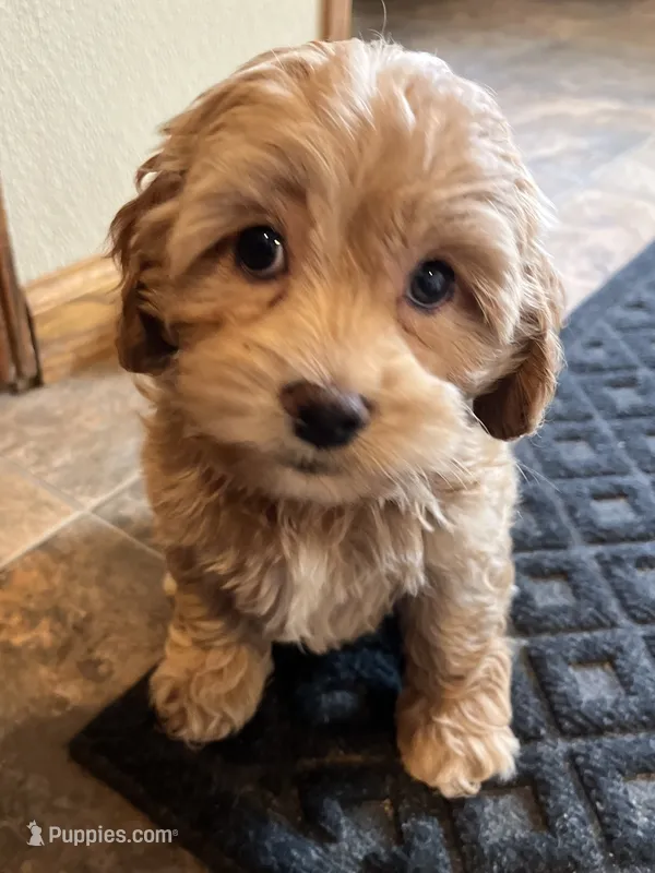 Betsy – Cockapoo puppy for sale in Hilbert, WI