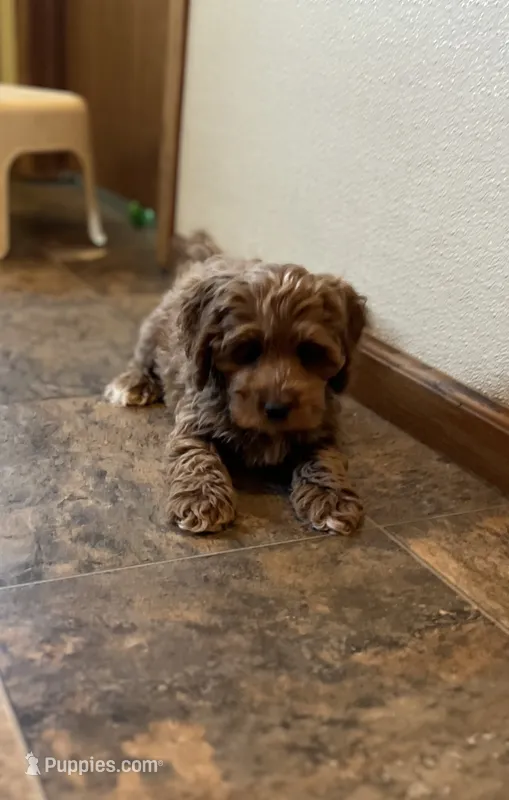 Jolena – Cockapoo puppy for sale in Hilbert, WI