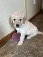 Sherlock, a male Goldendoodle for sale in Hilbert, WI – 1 of 1