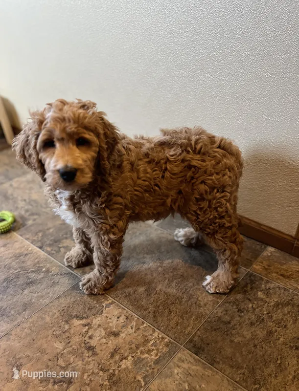 Sally – Goldendoodle puppy for sale in Hilbert, WI