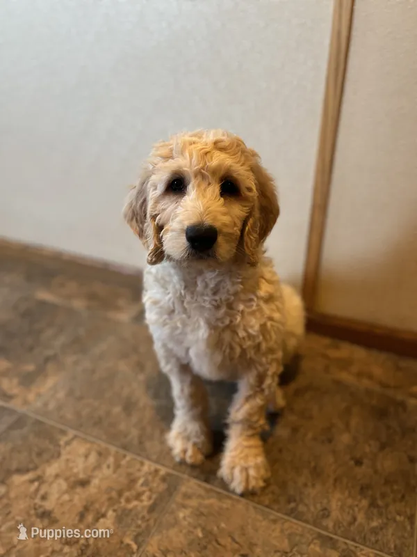 Sidney – Goldendoodle puppy for sale in Hilbert, WI