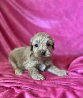 Bella, a female Cockapoo for sale in Hilbert, WI – 1 of 1