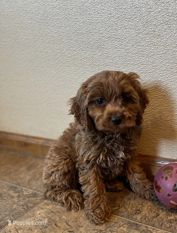 Joselyn – Cockapoo puppy for sale in Hilbert, WI