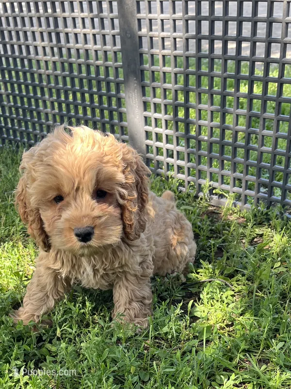 Lolly – Cockapoo puppy for sale in Hilbert, WI