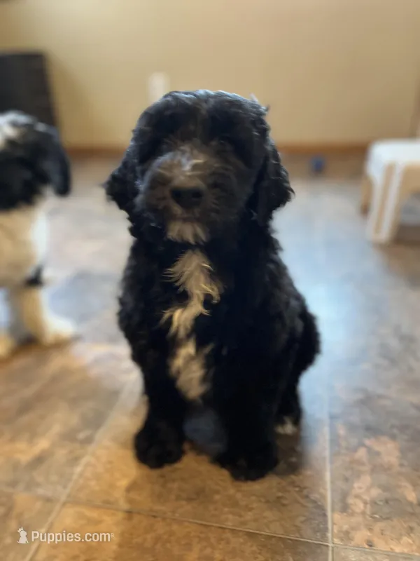 Shepley – Sheepadoodle puppy for sale in Hilbert, WI