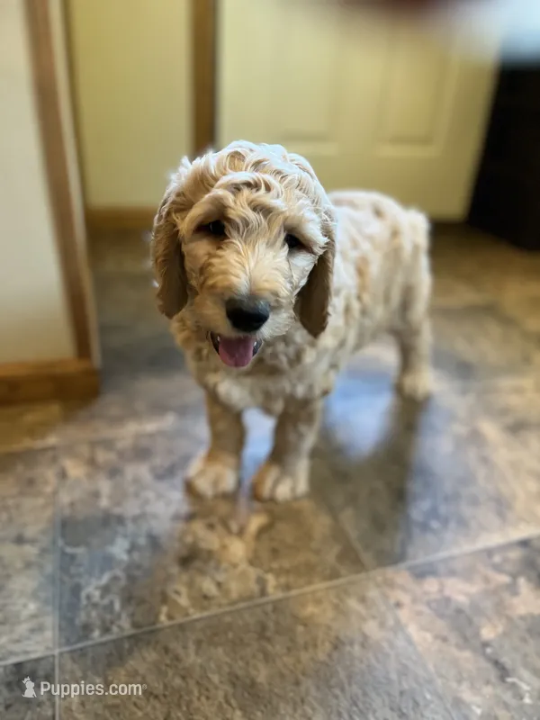 Sidney – Goldendoodle puppy for sale in Hilbert, WI