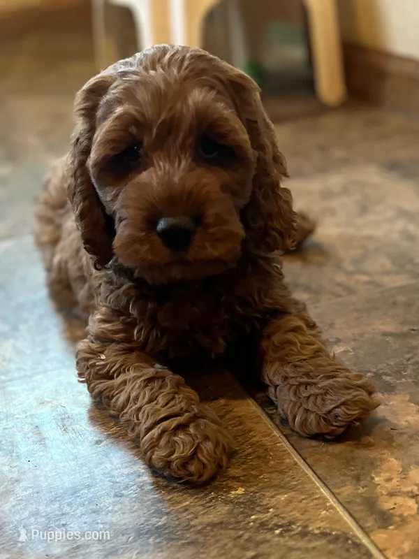 Jimmy – Cockapoo puppy for sale in Hilbert, WI