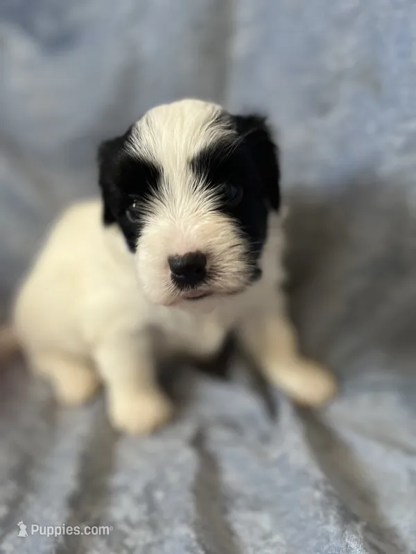Nelson – Havaton puppy for sale in Hilbert, WI