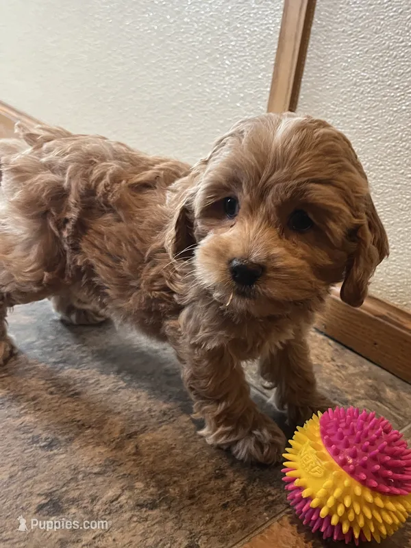 Bella – Cockapoo puppy for sale in Hilbert, WI