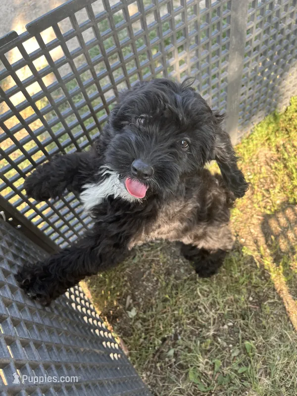 Bessy – Cockapoo puppy for sale in Hilbert, WI