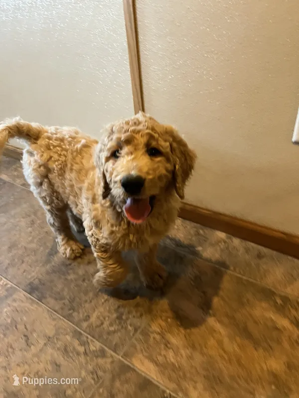 Sidney – Goldendoodle puppy for sale in Hilbert, WI
