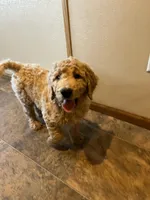 Sidney, a male Goldendoodle for sale in Hilbert, WI – 1 of 1