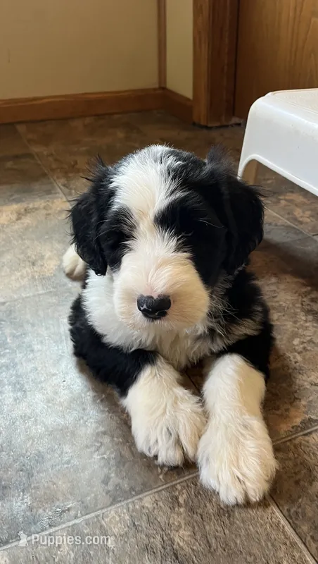 Shepley – Sheepadoodle puppy for sale in Hilbert, WI