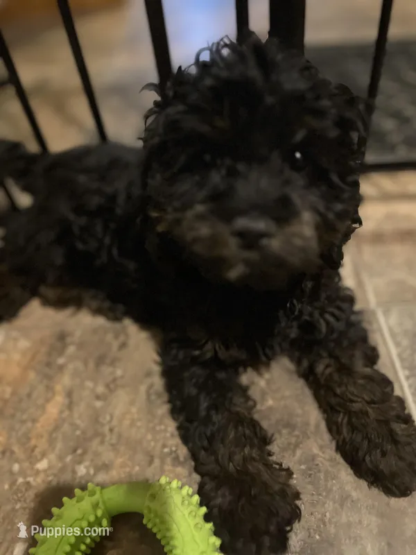 Lonnie – Cockapoo puppy for sale in Hilbert, WI