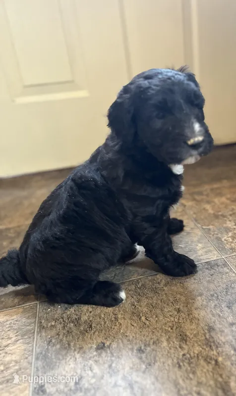 Shelby – Sheepadoodle puppy for sale in Hilbert, WI