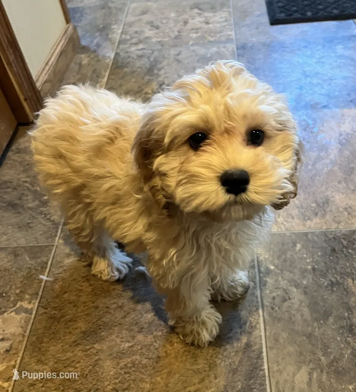 Lolly – Cockapoo puppy for sale in Hilbert, WI