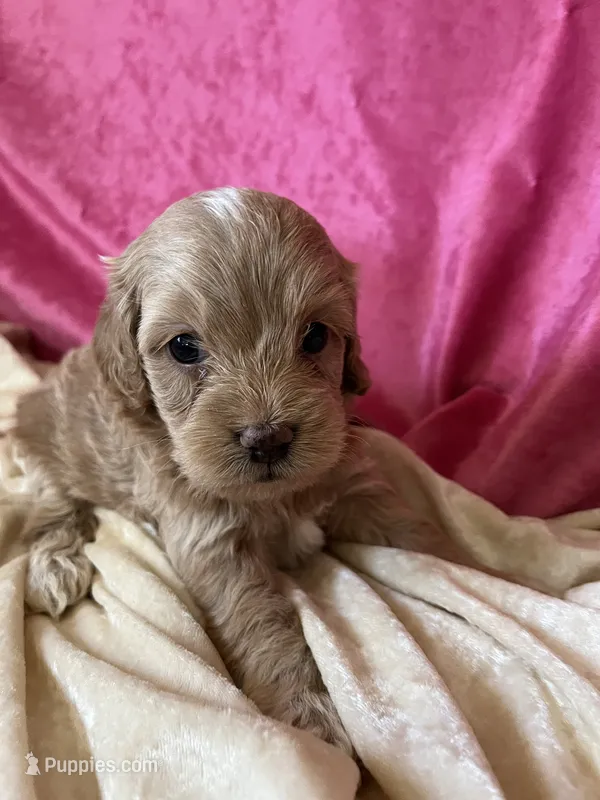 Betsy – Cockapoo puppy for sale in Hilbert, WI