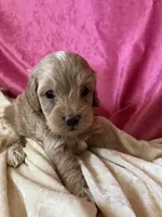 Betsy, a female Cockapoo for sale in Hilbert, WI – 1 of 1