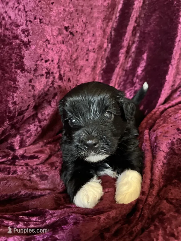 Maxwell – Havaton puppy for sale in Hilbert, WI