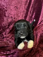 Maxwell, a male Havaton for sale in Hilbert, WI – 1 of 1