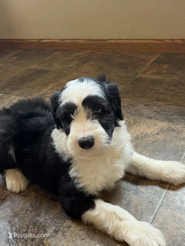 Shakley – Sheepadoodle puppy for sale in Hilbert, WI