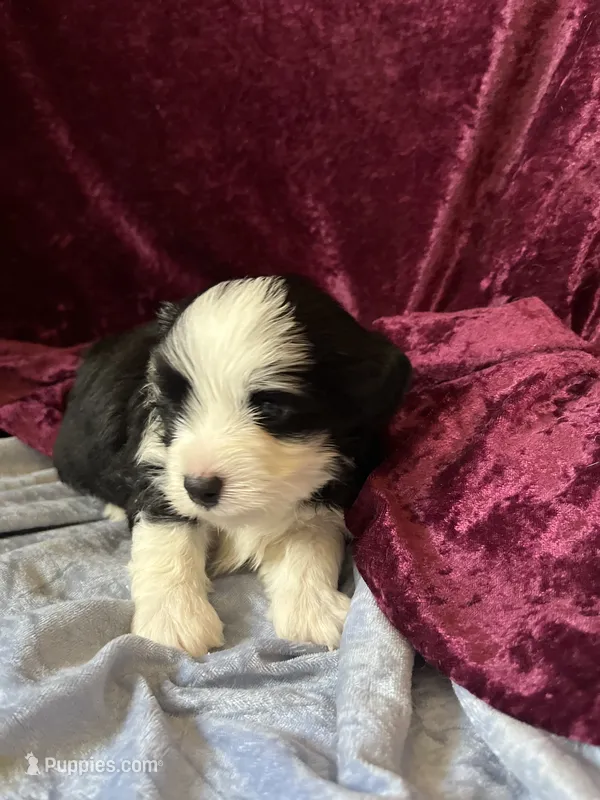 Madison – Havaton puppy for sale in Hilbert, WI