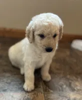 Sherwin, a male Goldendoodle for sale in Hilbert, WI – 1 of 1