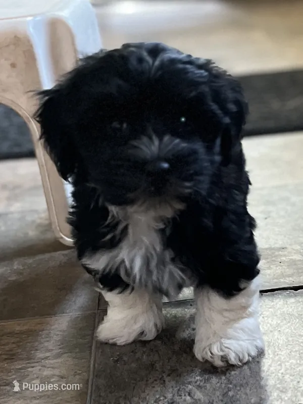 Nigel – Havaton puppy for sale in Hilbert, WI