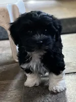 Nigel, a male Havaton for sale in Hilbert, WI – 1 of 1