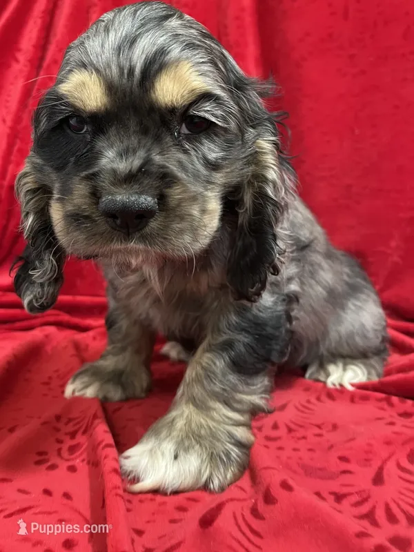 Lawford – Cocker Spaniel puppy for sale in Hilbert, WI