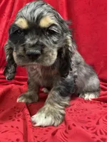 Lawford, a male Cocker Spaniel for sale in Hilbert, WI – 1 of 1