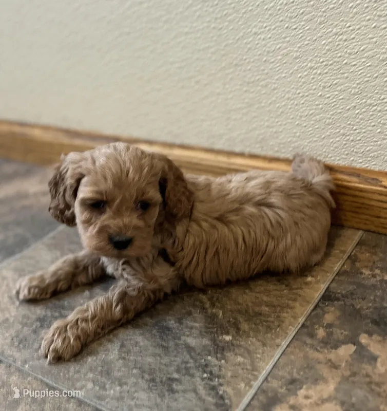 Lacey – Cockapoo puppy for sale in Hilbert, WI