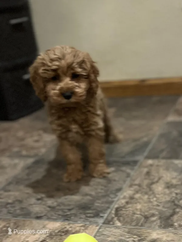 Lacey – Cockapoo puppy for sale in Hilbert, WI