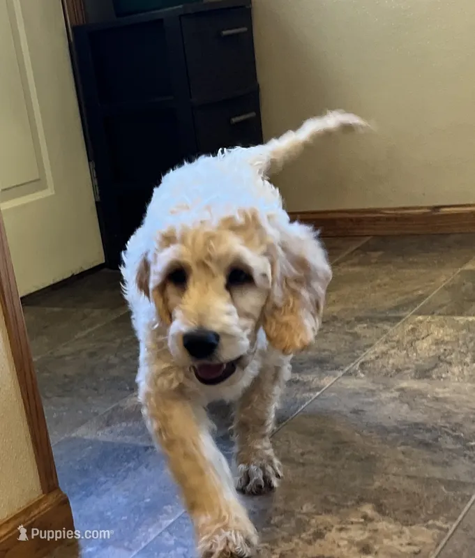 Stanley – Goldendoodle puppy for sale in Hilbert, WI