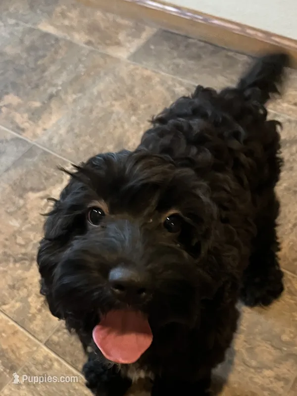 Brook – Cockapoo puppy for sale in Hilbert, WI