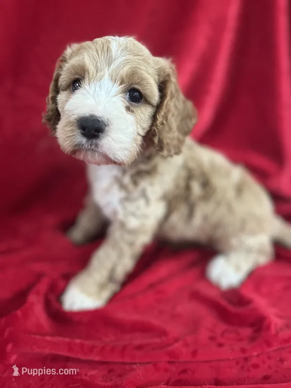 Jamie – Cockapoo puppy for sale in Hilbert, WI