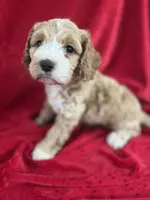 Jamie, a female Cockapoo for sale in Hilbert, WI – 1 of 1