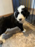 Schmitty, a male Sheepadoodle for sale in Hilbert, WI – 1 of 1