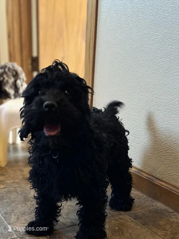 Lillie – Cockapoo puppy for sale in Hilbert, WI