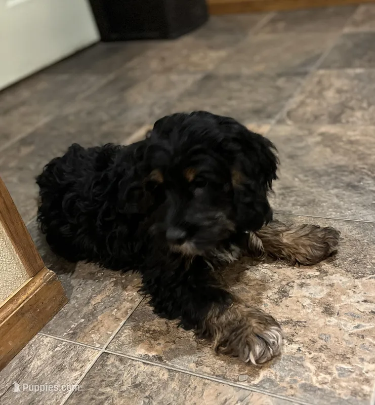 Johnny – Cockapoo puppy for sale in Hilbert, WI