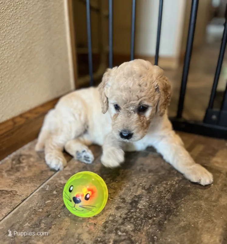 Shalisa – Goldendoodle puppy for sale in Hilbert, WI