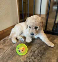 Shalisa, a female Goldendoodle for sale in Hilbert, WI – 1 of 1