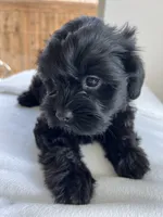 Ms. Sophie - love bug ❤️🐶❤️, a female Cavapoo for sale in Celina, TX – 3 of 9