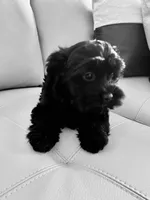 Athena   -  Tiny and fluffy - a special girl ❤️, a female Cavapoo for sale in Celina, TX – 6 of 10