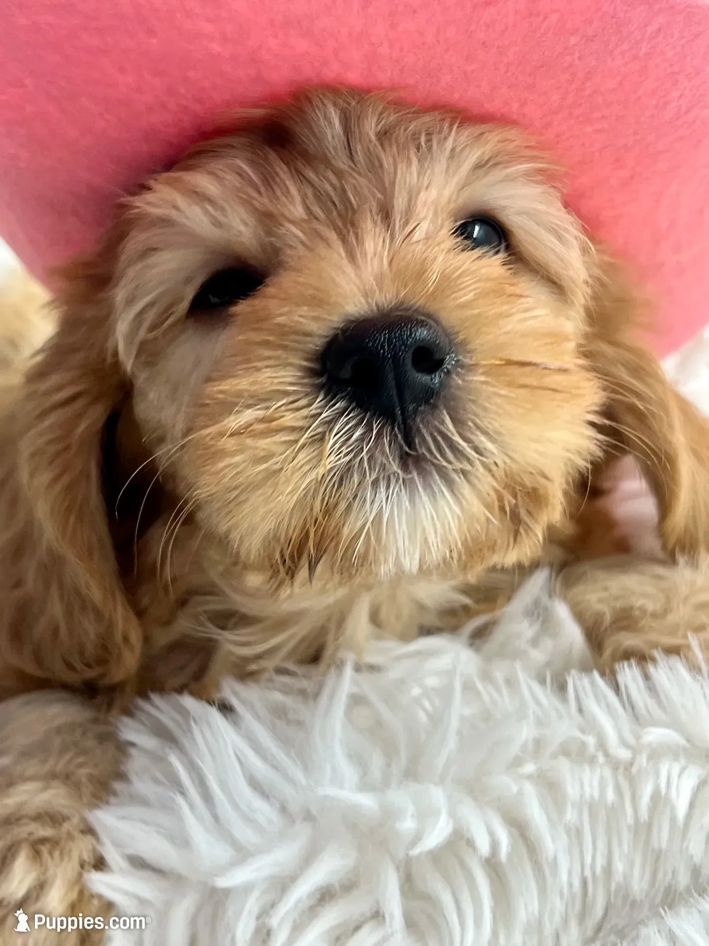 Latte  outstanding coat , a female Cavapoo for sale in Celina, TX – 5 of 9