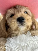 Latte , a female Cavapoo for sale in Celina, TX – 5 of 9